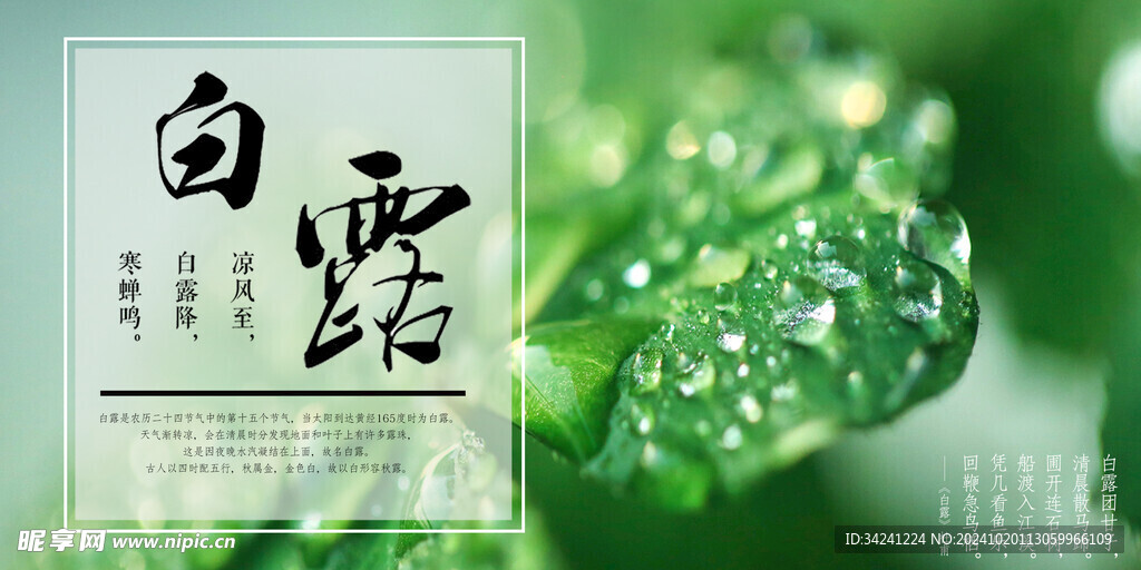 白露节气宣传海报展板