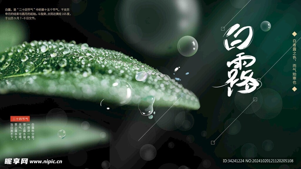 白露节气宣传海报展板