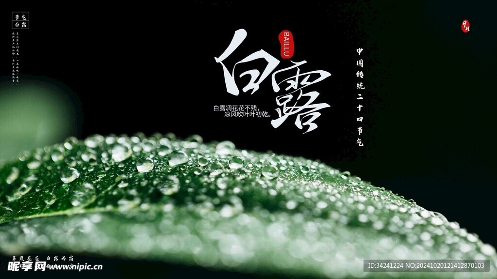 白露节气宣传海报展板