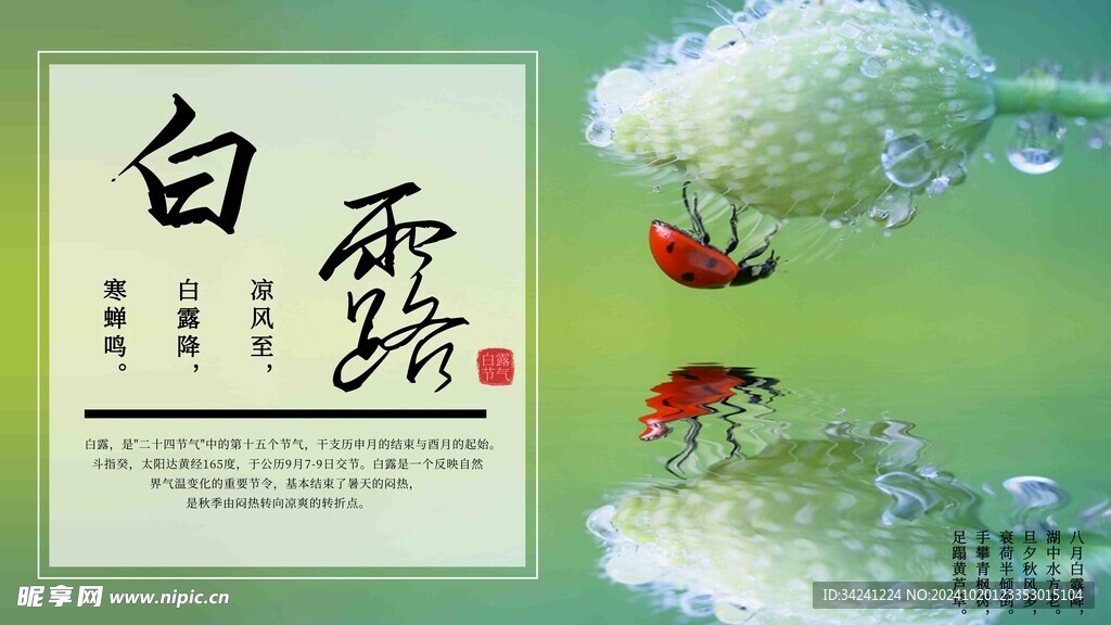 白露节气宣传海报展板