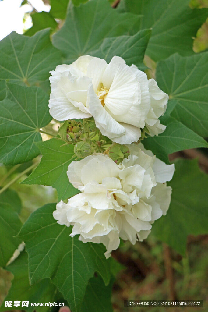 木芙蓉