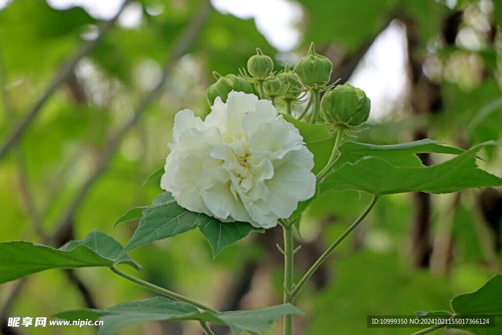 木芙蓉