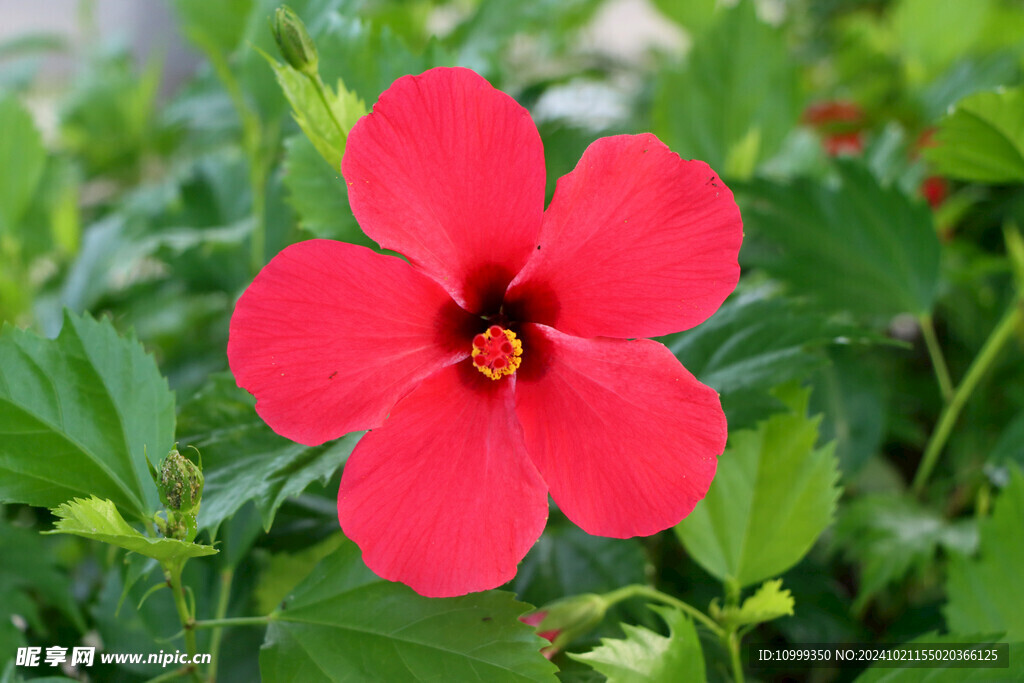 扶桑花