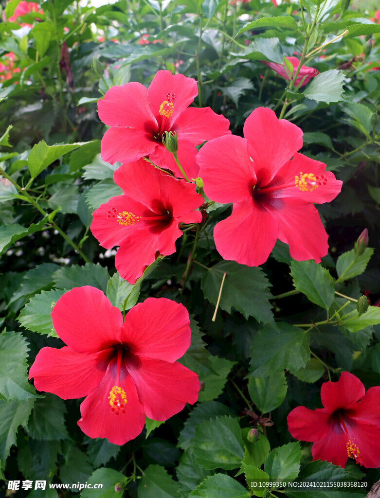 扶桑花