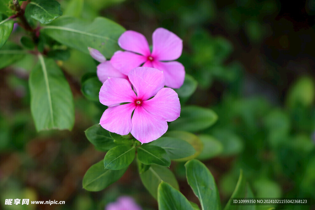 长春花