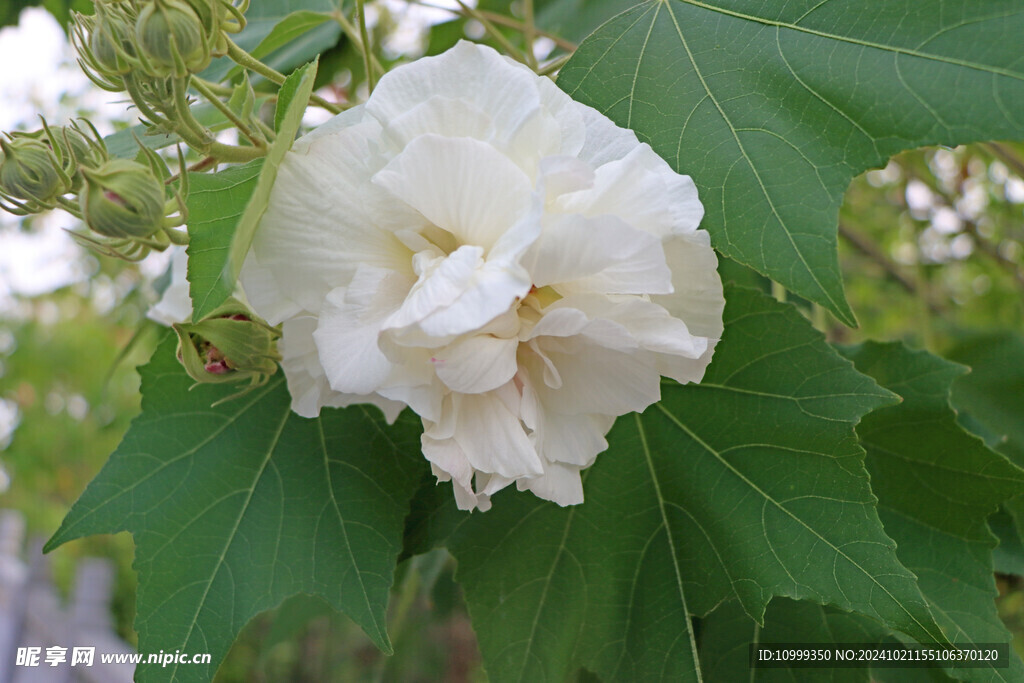 木芙蓉