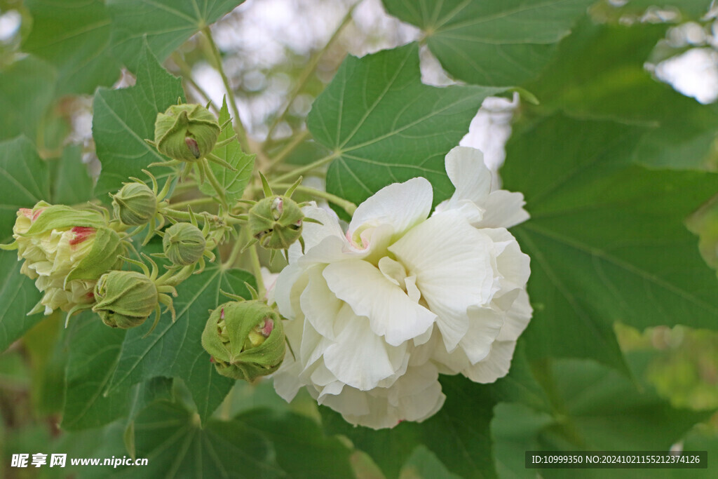 木芙蓉