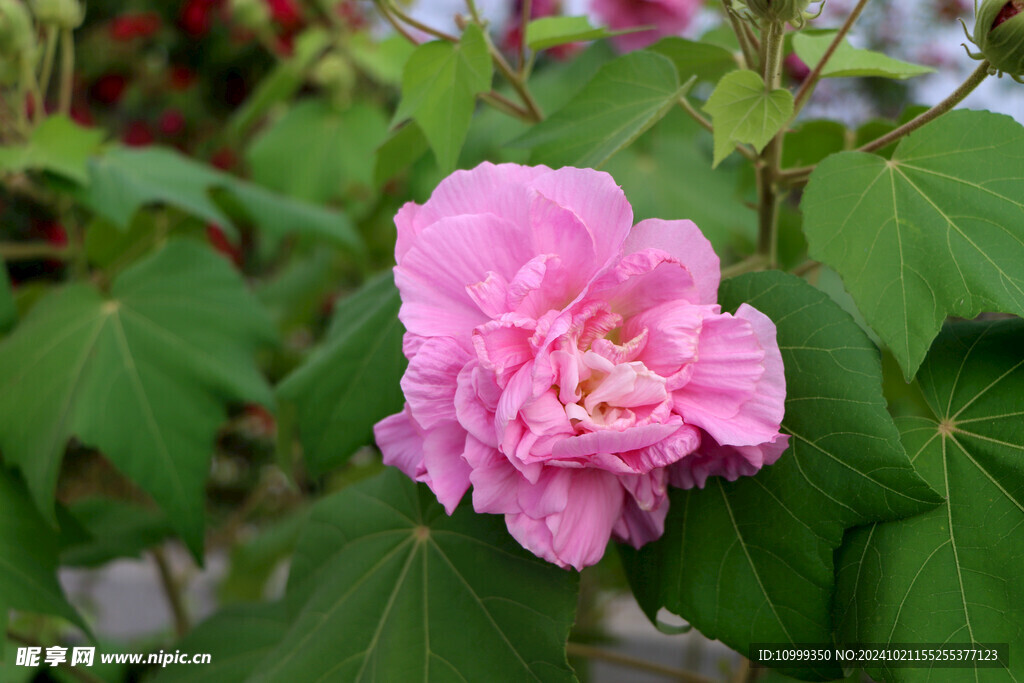 粉色木芙蓉花