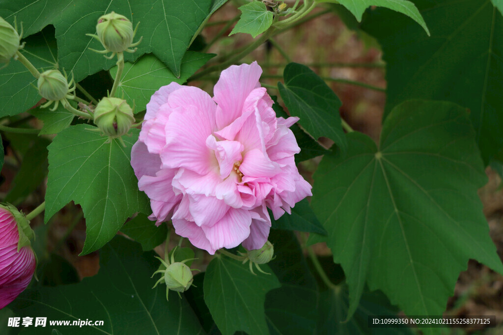 粉色木芙蓉花