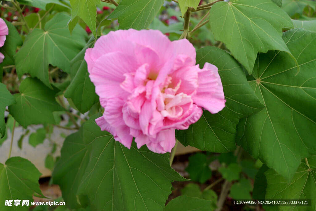 木芙蓉