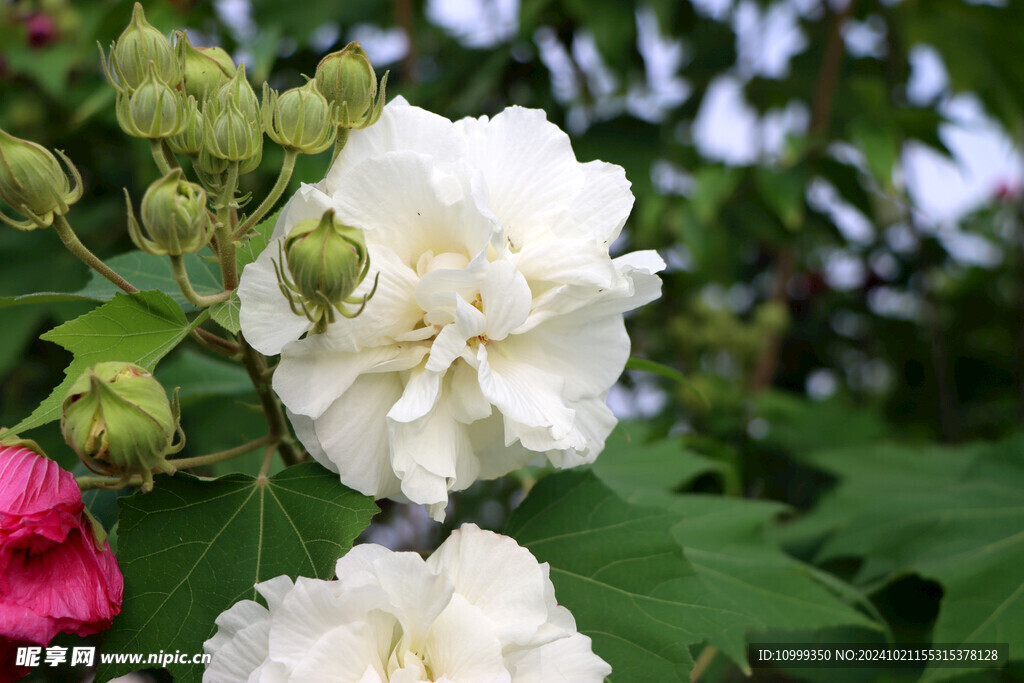 木芙蓉