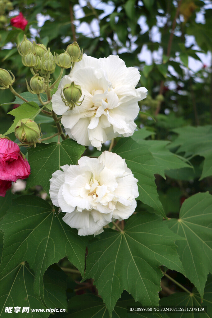 木芙蓉
