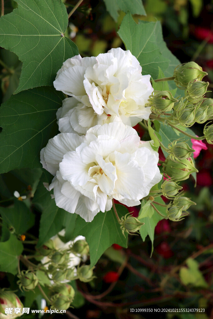 木芙蓉