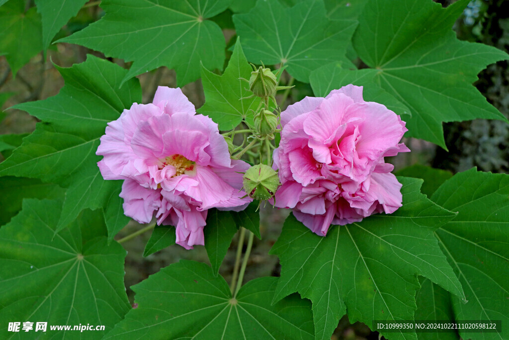 木芙蓉