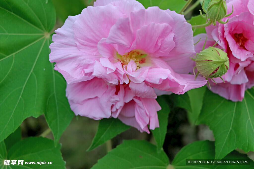 粉色木芙蓉花