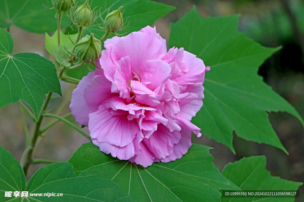 粉色木芙蓉花