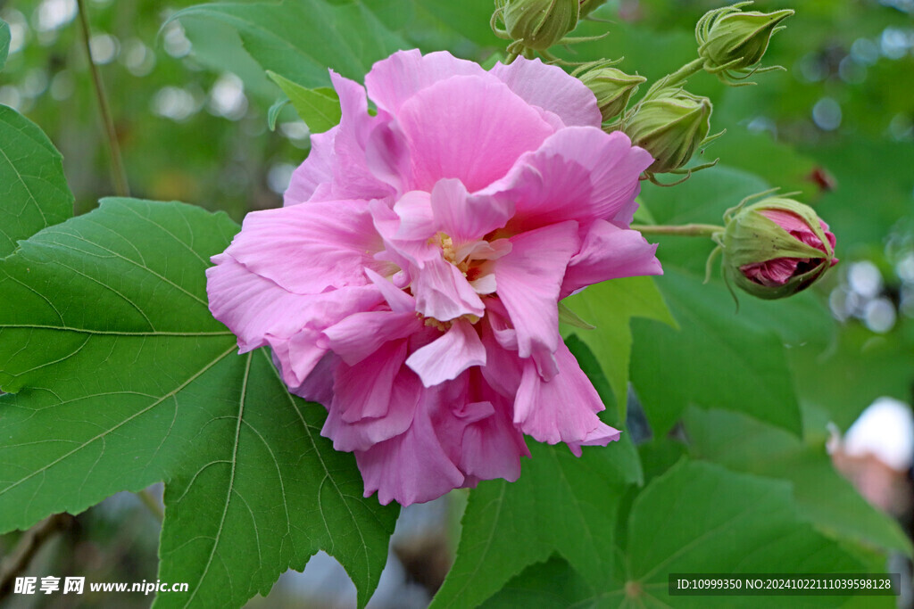 粉色木芙蓉花
