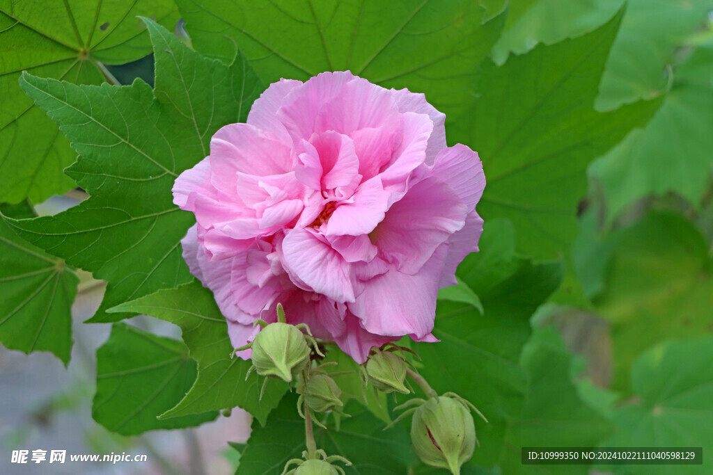 粉色木芙蓉花