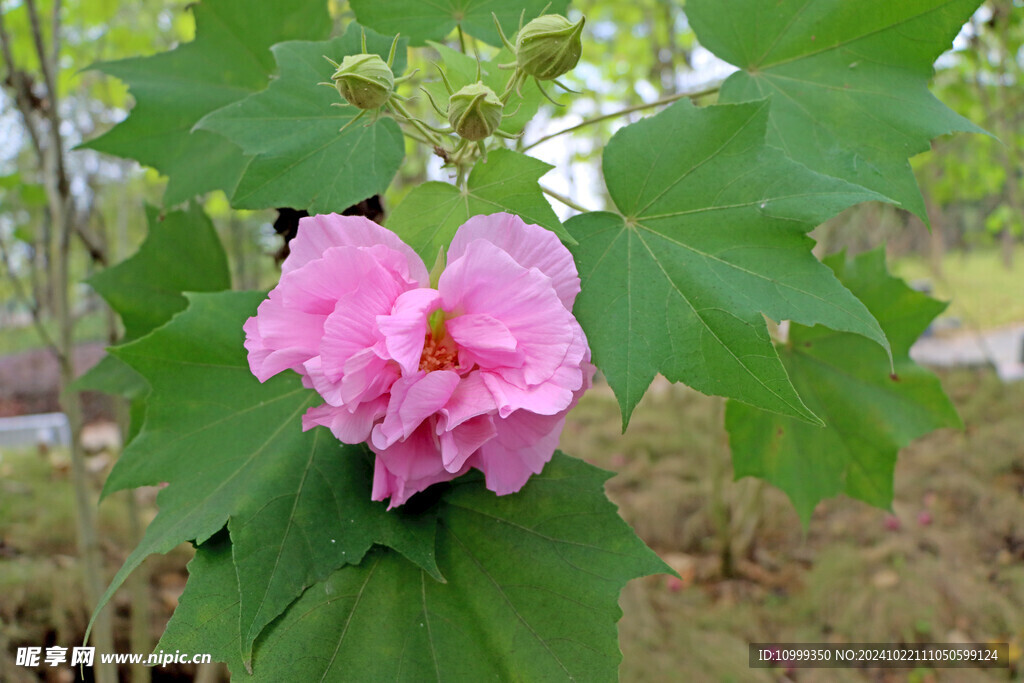 粉色木芙蓉花