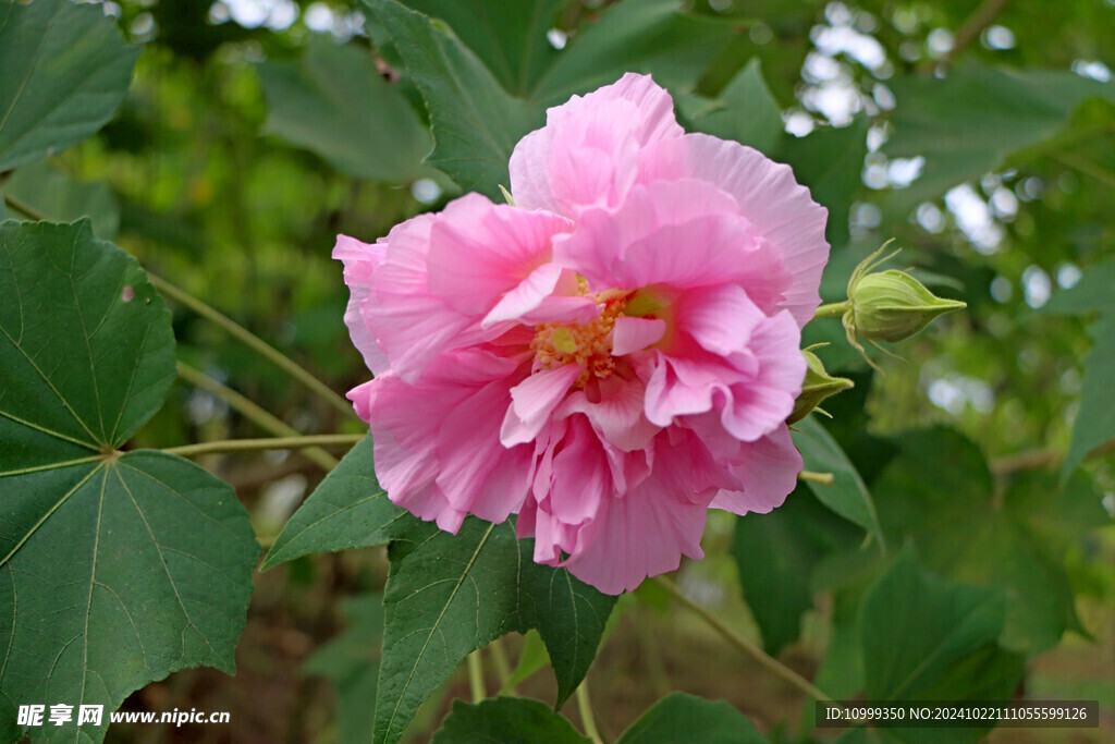 粉色木芙蓉花
