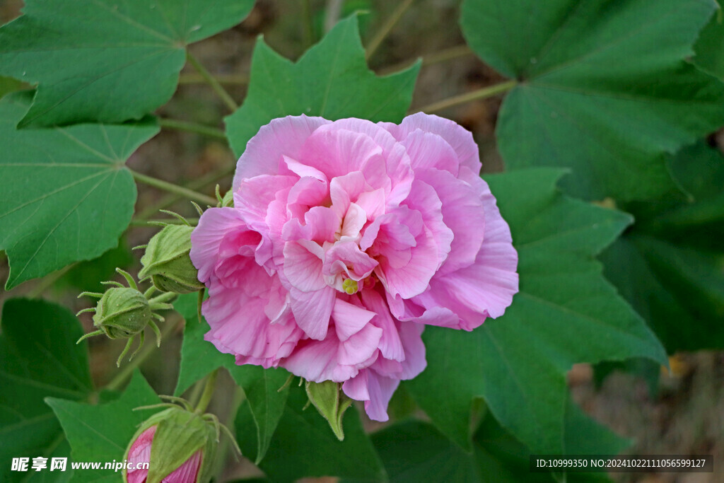 粉色木芙蓉花