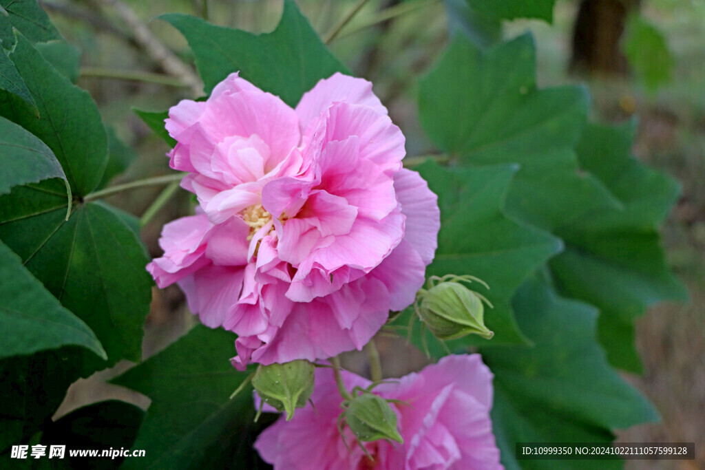 粉色木芙蓉花