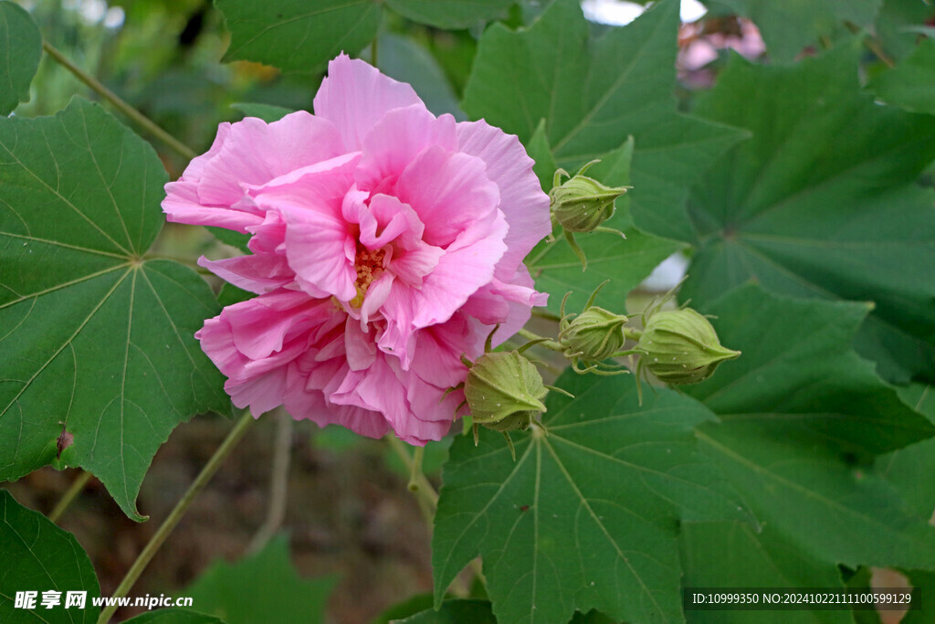 粉色木芙蓉花