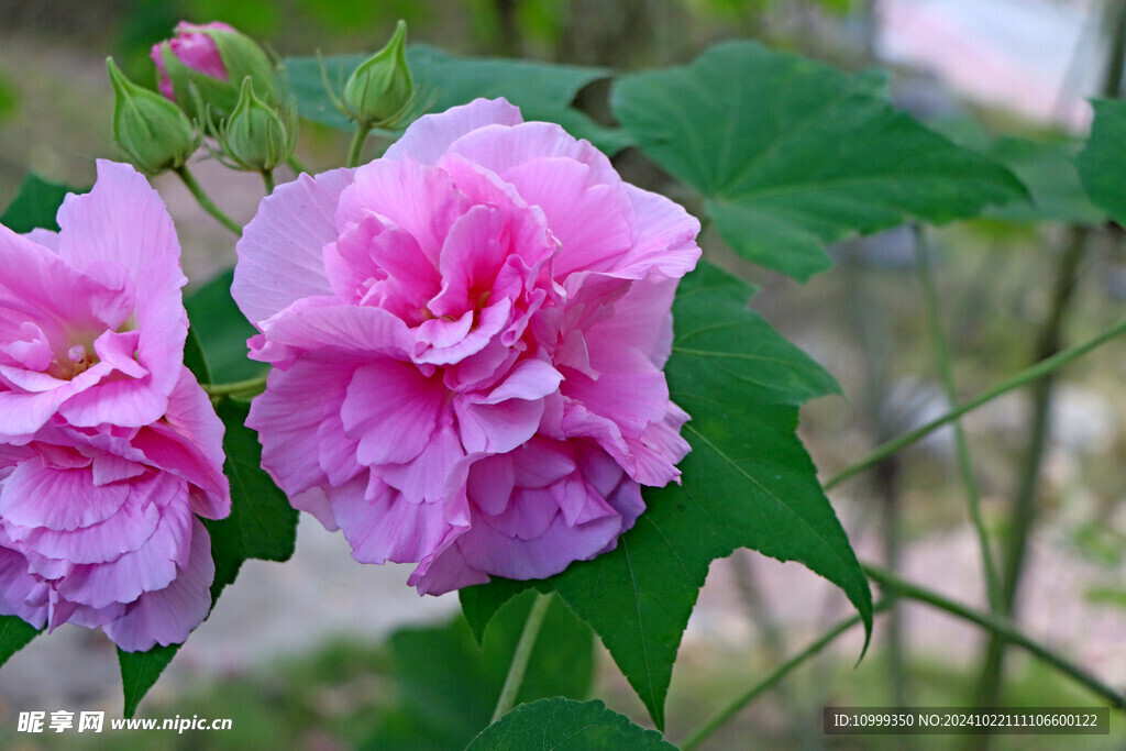 粉色木芙蓉花
