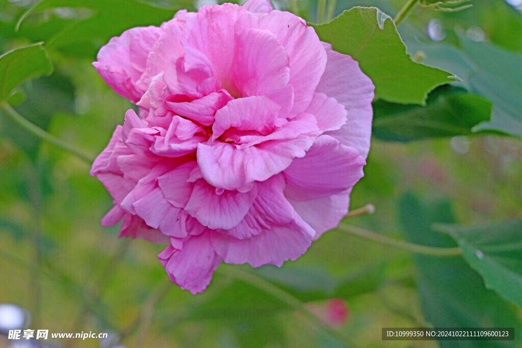 粉色木芙蓉花