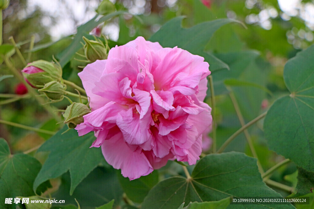 粉色木芙蓉花