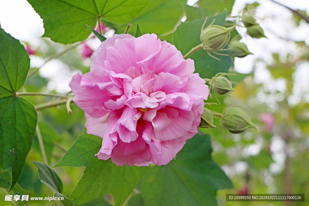粉色木芙蓉花