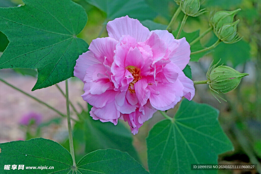 粉色木芙蓉花