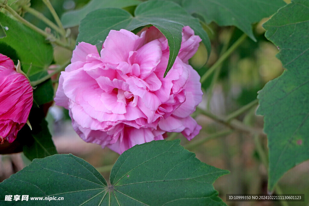 粉色木芙蓉花