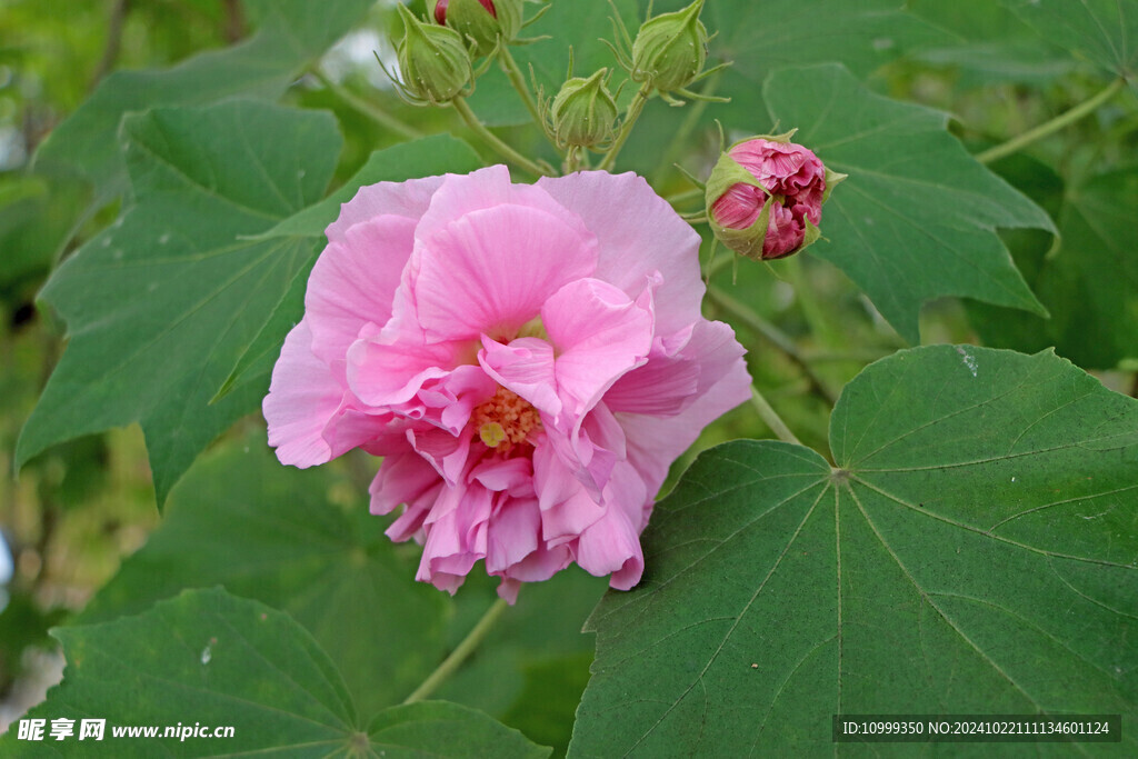 粉色木芙蓉花