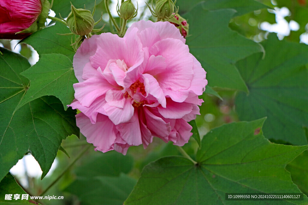 粉色木芙蓉花