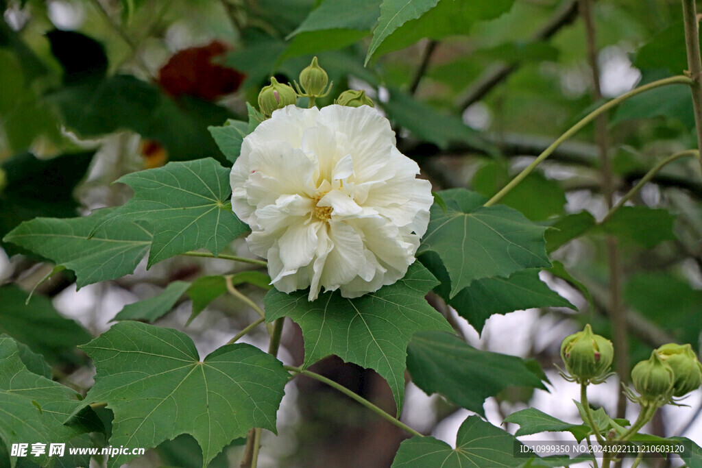 木芙蓉