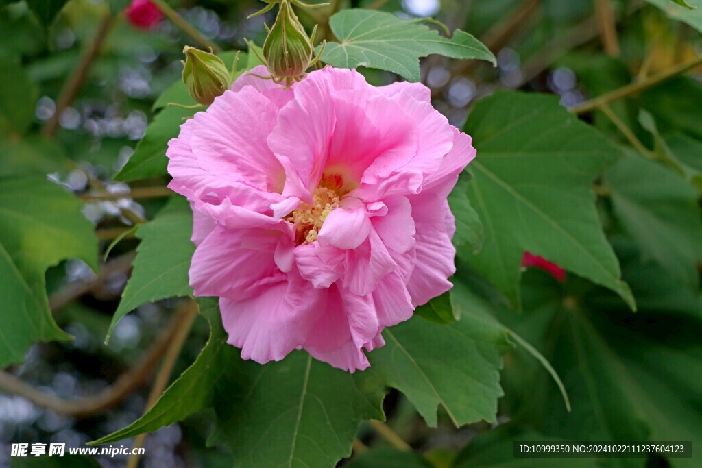 木芙蓉