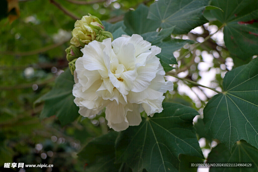 木芙蓉
