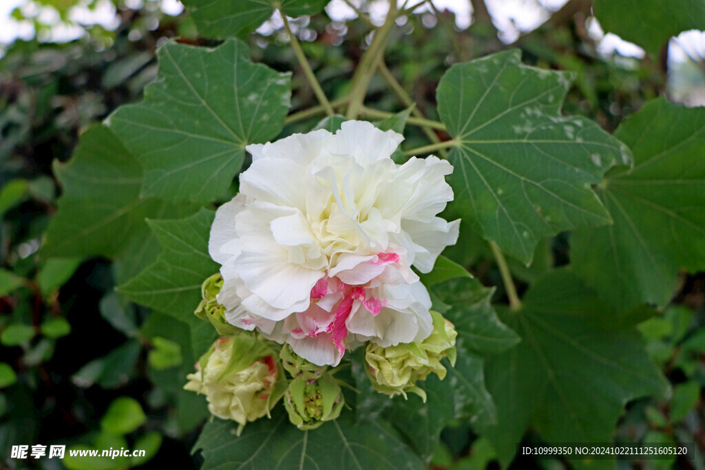 木芙蓉