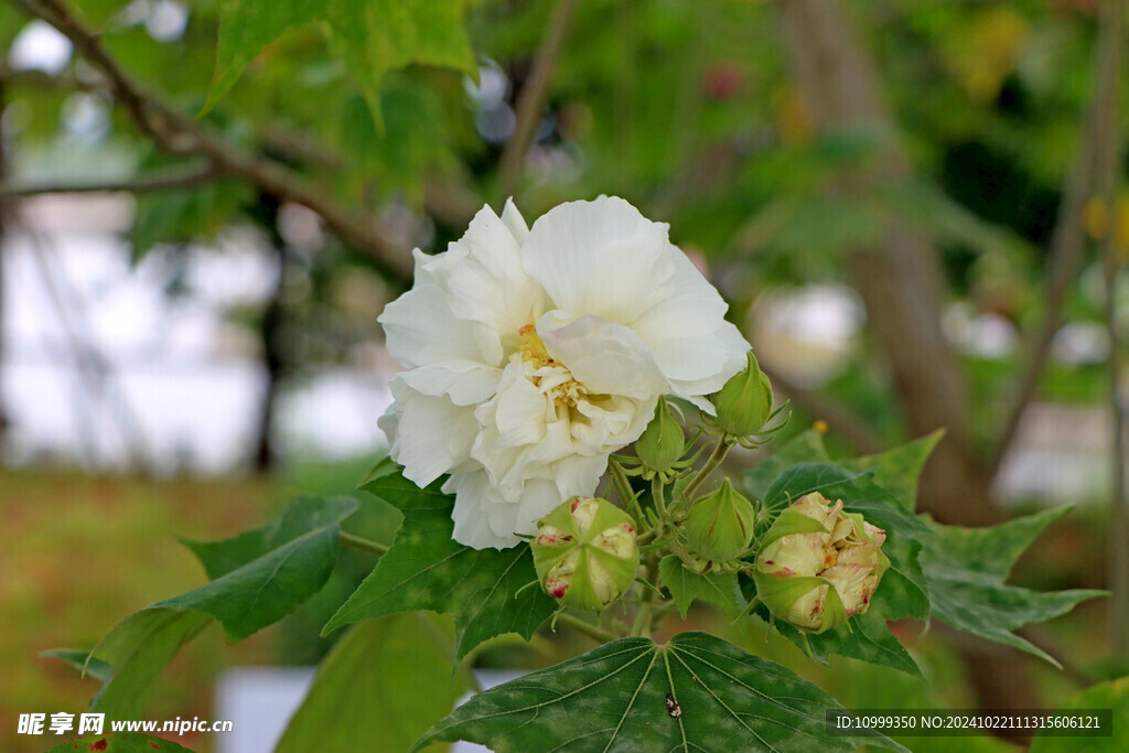 木芙蓉
