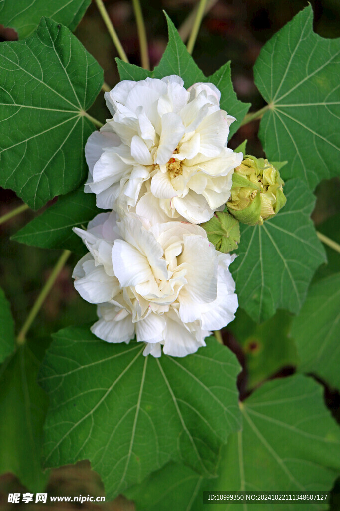 木芙蓉