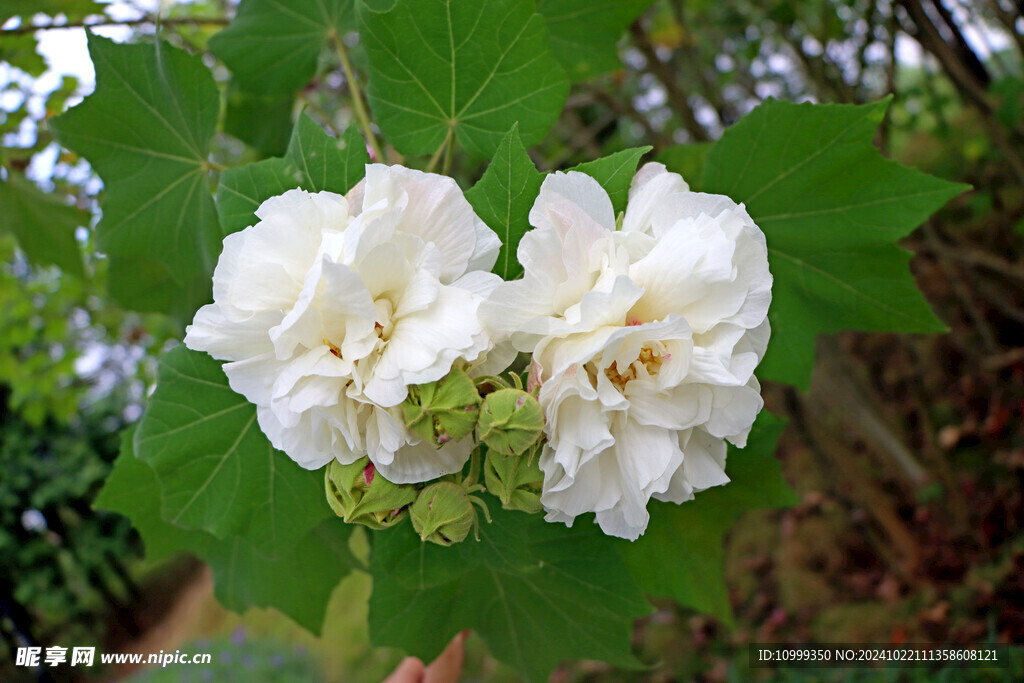 木芙蓉