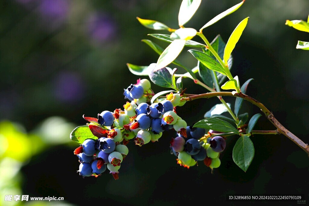 蓝莓