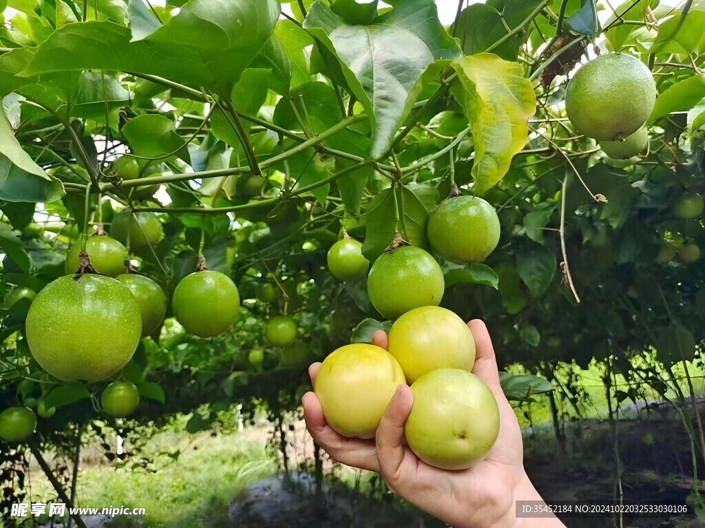 百香果栽培