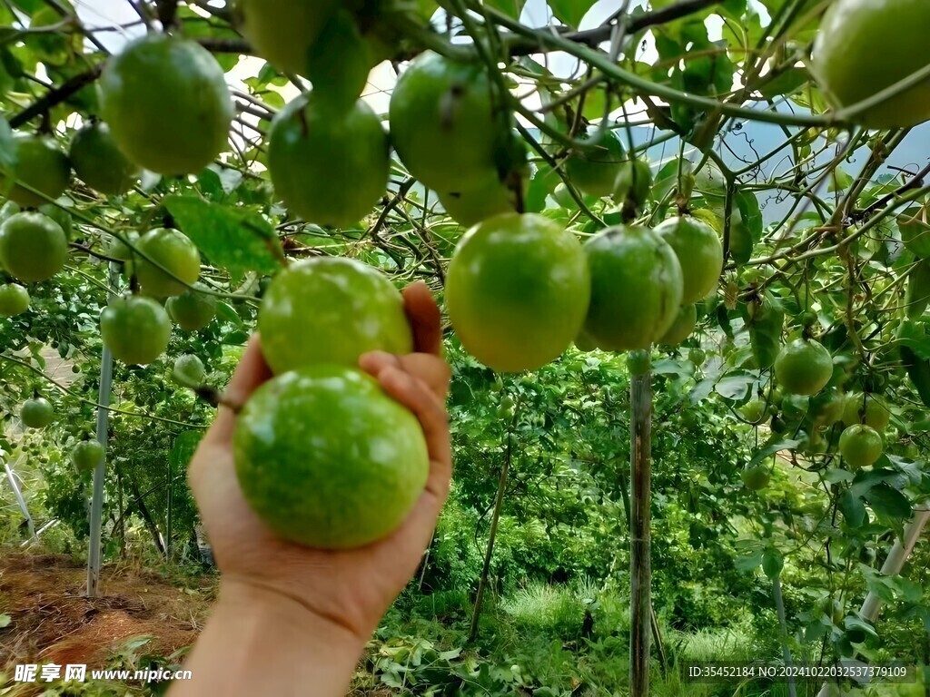 百香果栽培