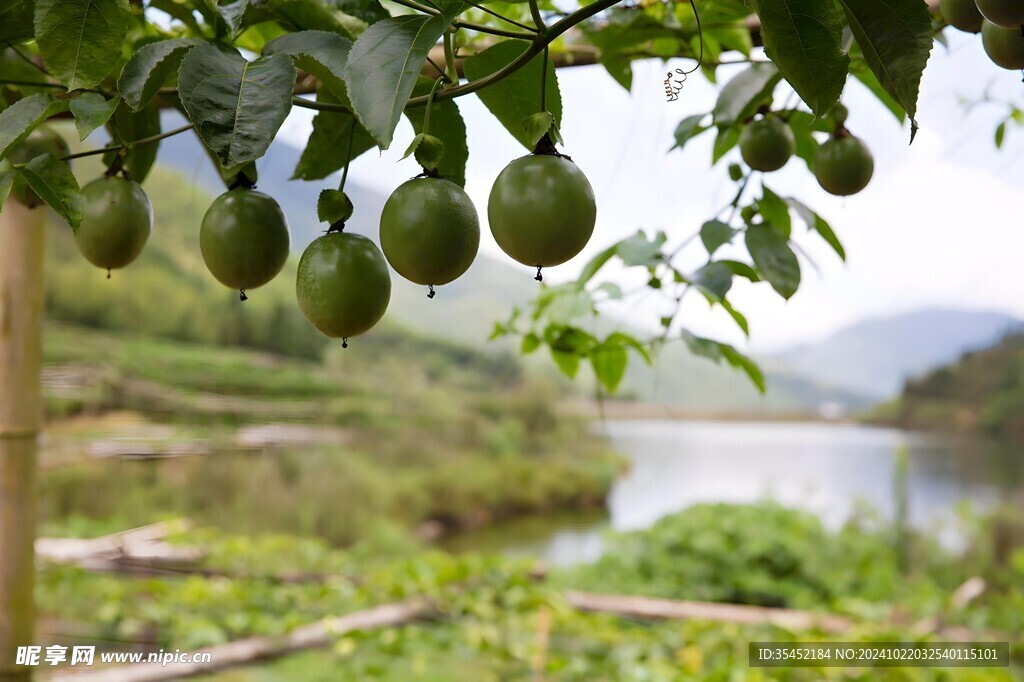 百香果栽培