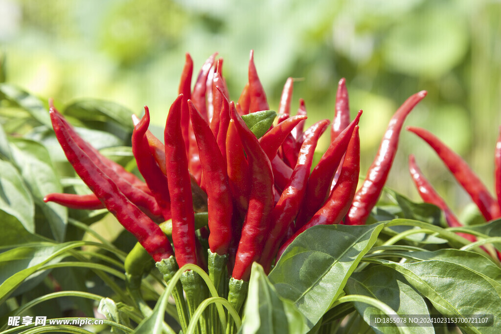 辣椒 尖椒 朝天椒