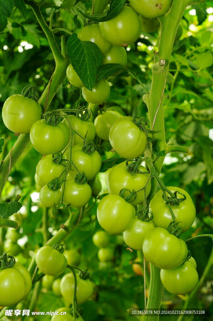未成熟的蕃茄