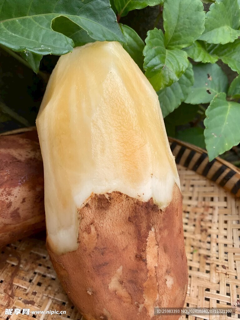 雪莲果