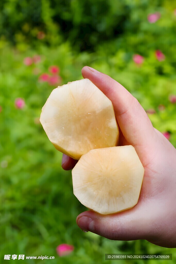 雪莲果